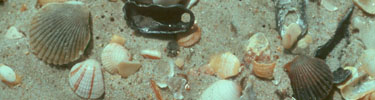 Many seashells
